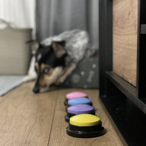 Dyrelydknapper Flerfarget Plast