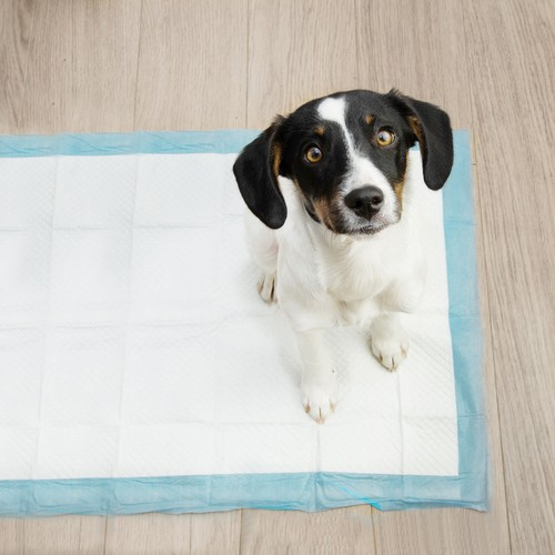Absorberende Hygieniske Underlag Hvit 60 x 40 cm 100 stk Med Poser