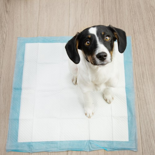 Portrait puppy dog sitting on a pee training pad looking up on w Absorberende Hygieniske Underlag Hvit 60 x 60 cm 50 stk Med 30 Poser